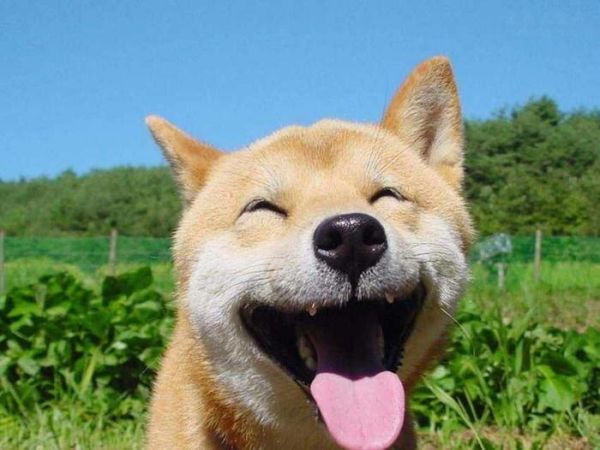 真正会养狗的人都会有什么习惯呢？