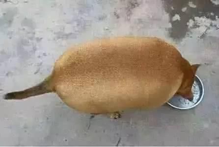 真正会养狗的人都会有什么习惯呢？