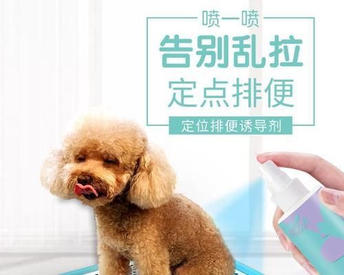 如何训练宠物狗狗排便（培养健康习惯，让你和宠物更加舒适——狗狗排便训练）