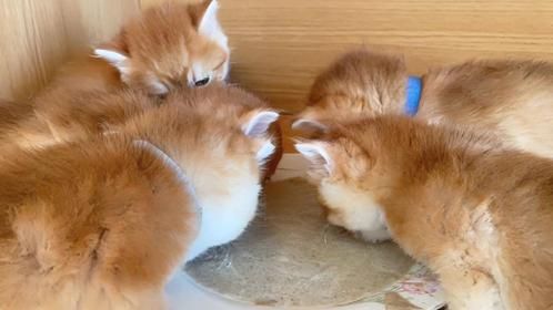 #金渐层 #英短金渐层 #治愈猫咪 #干饭最积极的小猫