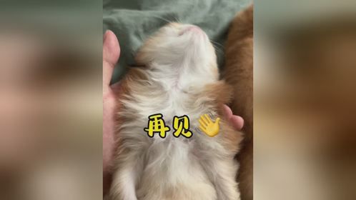 喵娃子的打招呼方式