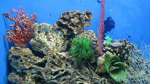 苹果酸, 马尼拉, 水族馆, 珊瑚, 菲律宾