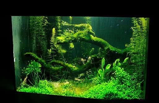 檀香山水族馆的鱼缸