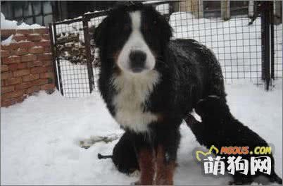 狗狗常用驱虫药
