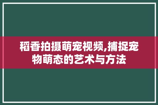稻香拍摄萌宠视频,捕捉宠物萌态的艺术与方法