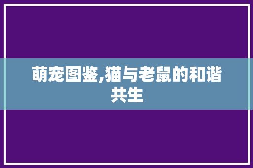 萌宠图鉴,猫与老鼠的和谐共生