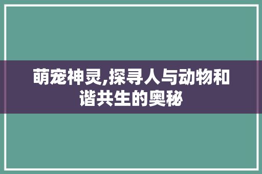 萌宠神灵,探寻人与动物和谐共生的奥秘