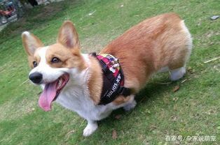 柯基:英国最受欢迎的宠物犬之一