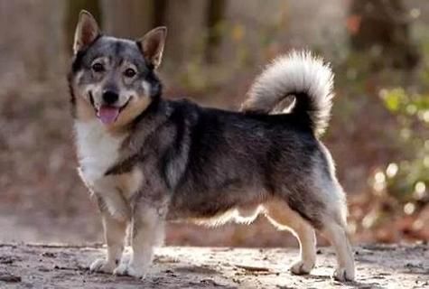 大家知道柯基犬价格是多少钱一只吗？ 
