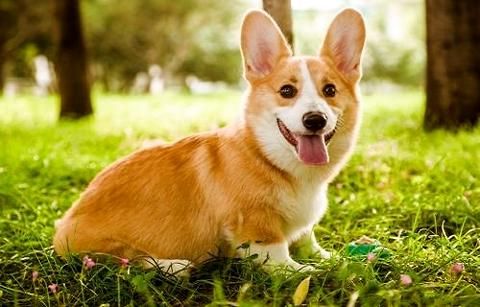 大家知道柯基犬价格是多少钱一只吗？ 