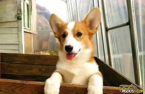 柯基犬的“5大好处”养过之后，就不想换狗狗了