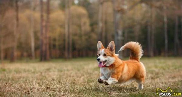 柯基犬的“5大好处”养过之后，就不想换狗狗了