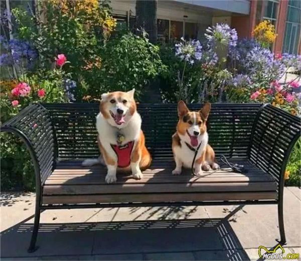 柯基犬的“5大好处”养过之后，就不想换狗狗了