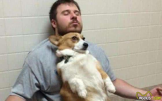 柯基犬的“5大好处”养过之后，就不想换狗狗了