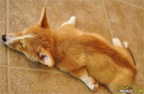柯基犬的“5大好处”养过之后，就不想换狗狗了