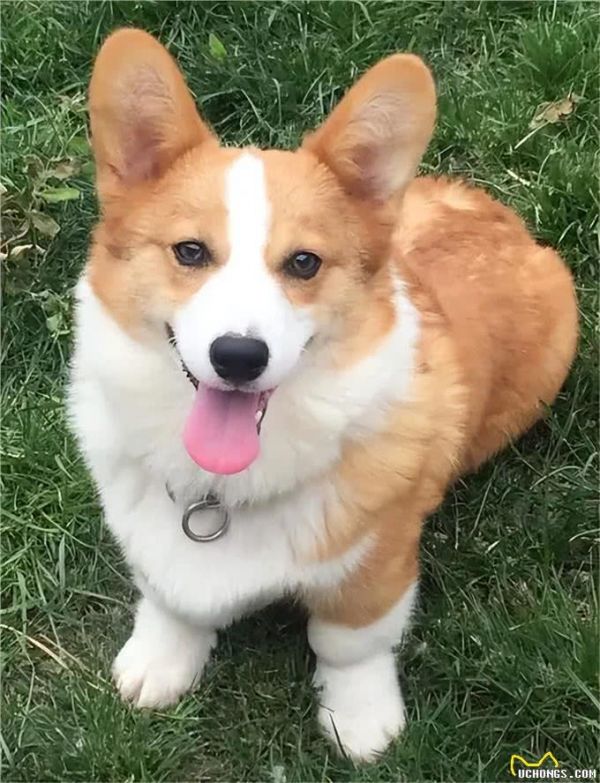 想养柯基犬?饲养柯基犬前不可不知的五大真相雷区
