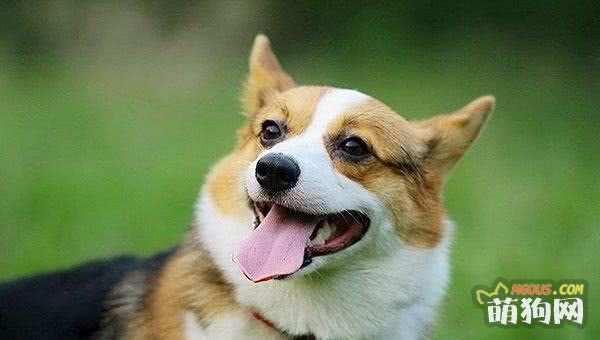 每日一读：狗狗品种——柯基犬