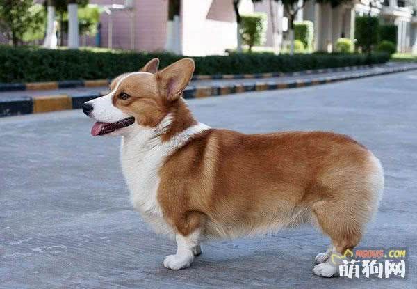 每日一读：狗狗品种——柯基犬