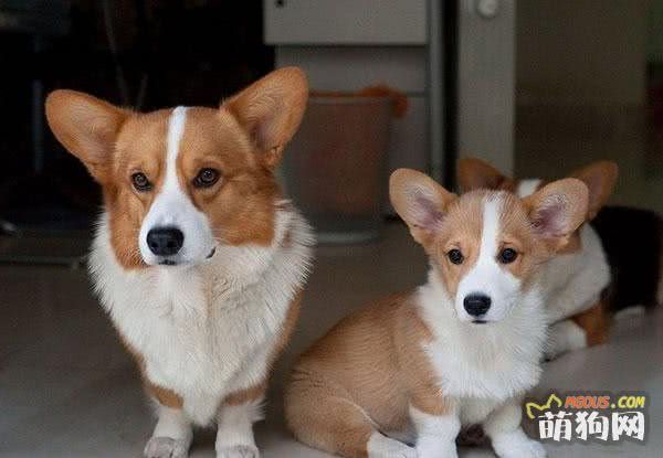 每日一读：狗狗品种——柯基犬