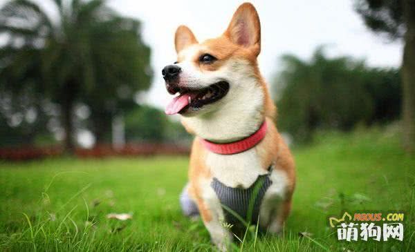每日一读：狗狗品种——柯基犬
