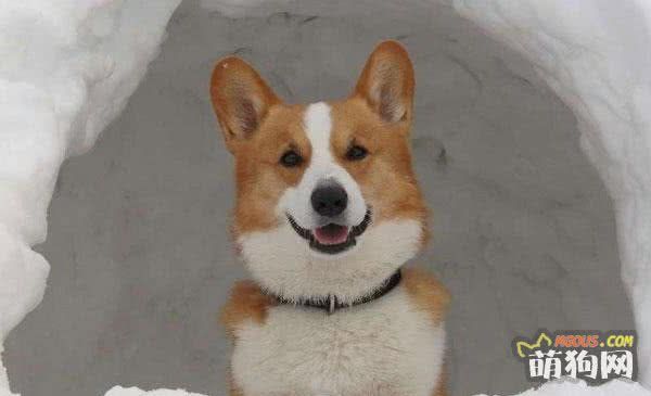 每日一读：狗狗品种——柯基犬