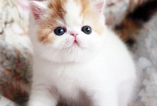 养了四年无毛猫才知道他的优点，值得赞成！