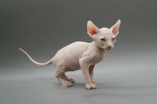 无毛猫