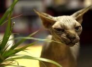 加拿大无毛猫的生活习性介绍，无毛猫品种特性简介