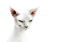 恐怖的加拿大无毛猫有什么特点您知道吗