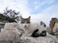 无毛猫咪的魅力