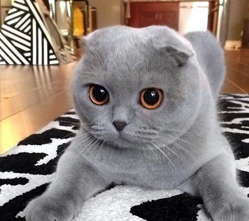 常见无毛猫品种盘点：短毛、长毛、卷毛，各具特色。