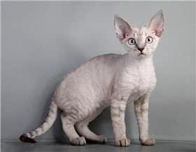 德文卷毛猫图片
