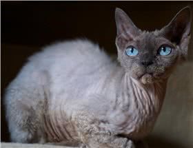德文卷毛猫图片