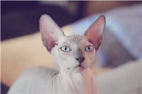加拿大无毛猫图片