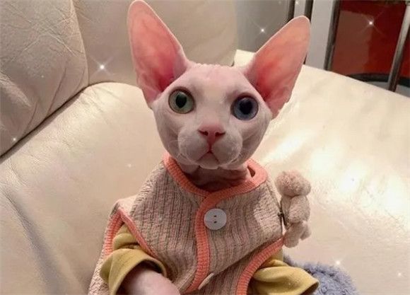 “无毛猫”的6大优点，不养一只，永远不知道它的好！