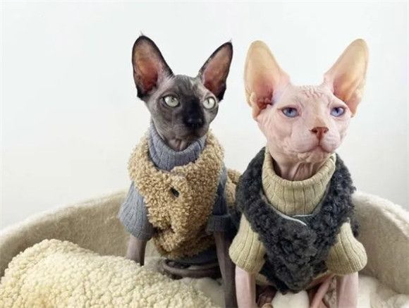 “无毛猫”的6大优点，不养一只，永远不知道它的好！