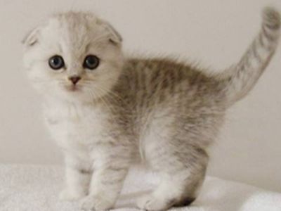 折耳猫怎么养