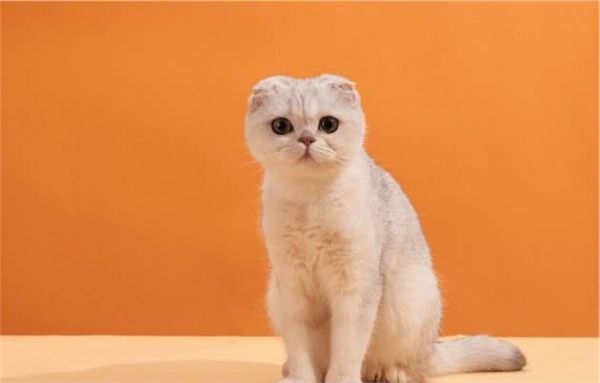 苏格兰折耳猫堪称猫中天使，但它是折翼的！最不建议养的猫咪之一