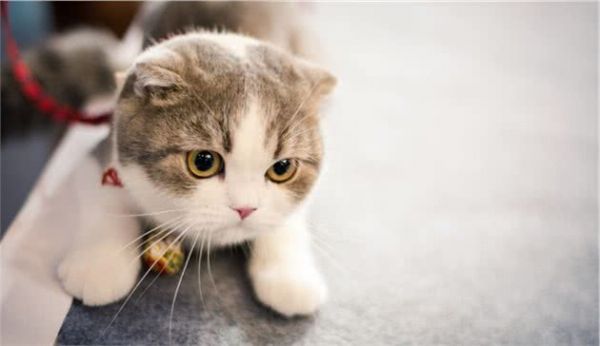 苏格兰折耳猫堪称猫中天使，但它是折翼的！最不建议养的猫咪之一