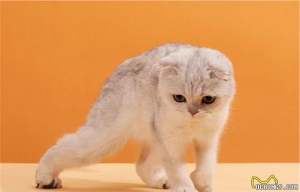 苏格兰折耳猫堪称猫中天使，但它是折翼的！最不建议养的猫咪之一