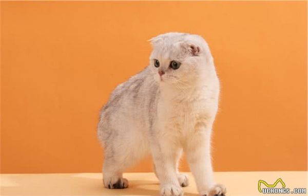 苏格兰折耳猫堪称猫中天使，但它是折翼的！最不建议养的猫咪之一