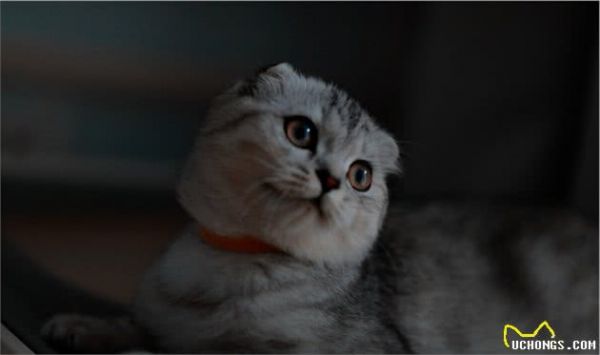 苏格兰折耳猫堪称猫中天使，但它是折翼的！最不建议养的猫咪之一
