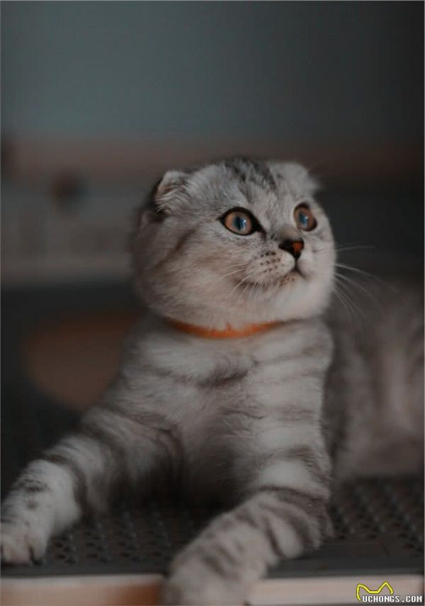 苏格兰折耳猫堪称猫中天使，但它是折翼的！最不建议养的猫咪之一