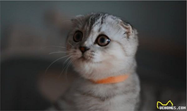 苏格兰折耳猫堪称猫中天使，但它是折翼的！最不建议养的猫咪之一