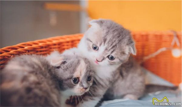 苏格兰折耳猫堪称猫中天使，但它是折翼的！最不建议养的猫咪之一