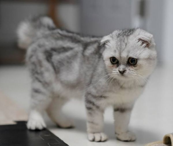 折耳猫的优点有哪些？建议赶紧收藏