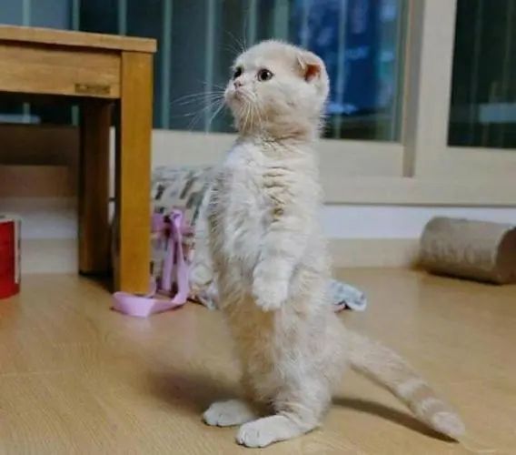 折耳猫饲养方法是什么？做好这几点