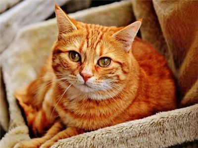 猫为什么会得猫瘟