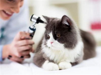 猫耳螨不用药能治吗