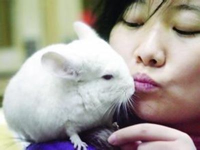 龙猫中暑